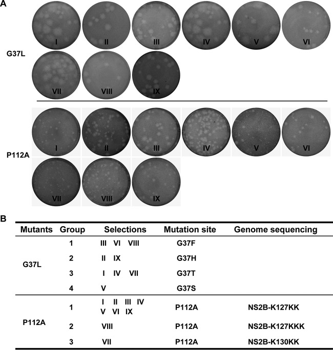 FIG 7