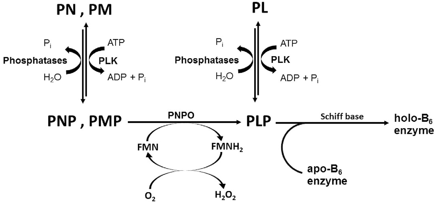 Fig. 2.