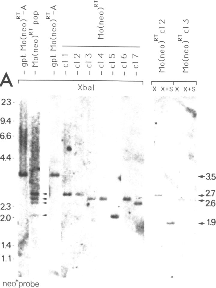 graphic file with name pnas00259-0204-a.jpg