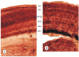 Fig. 1, 2:
