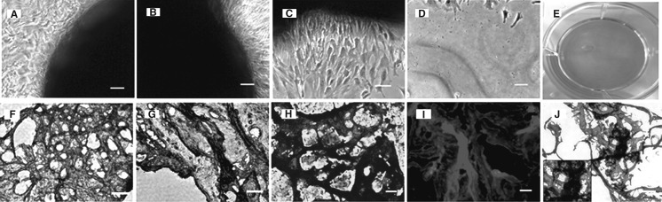 Fig. 9