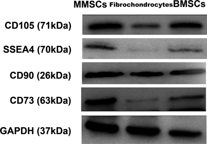 Fig. 7