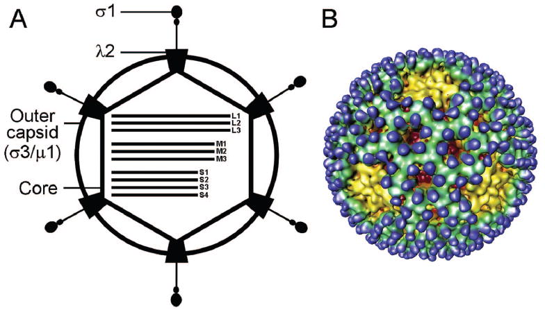 REOVIRUS RECEPTORS, CELL ENTRY, AND PROAPOPTOTIC SIGNALING - PMC