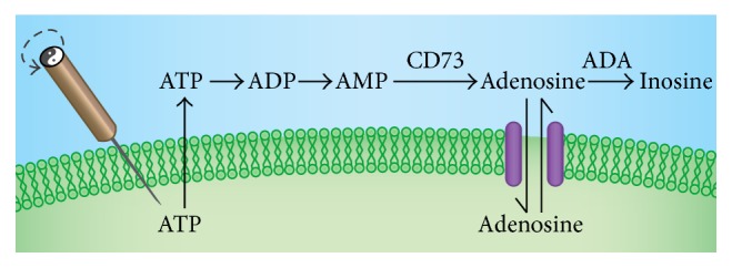 Figure 7