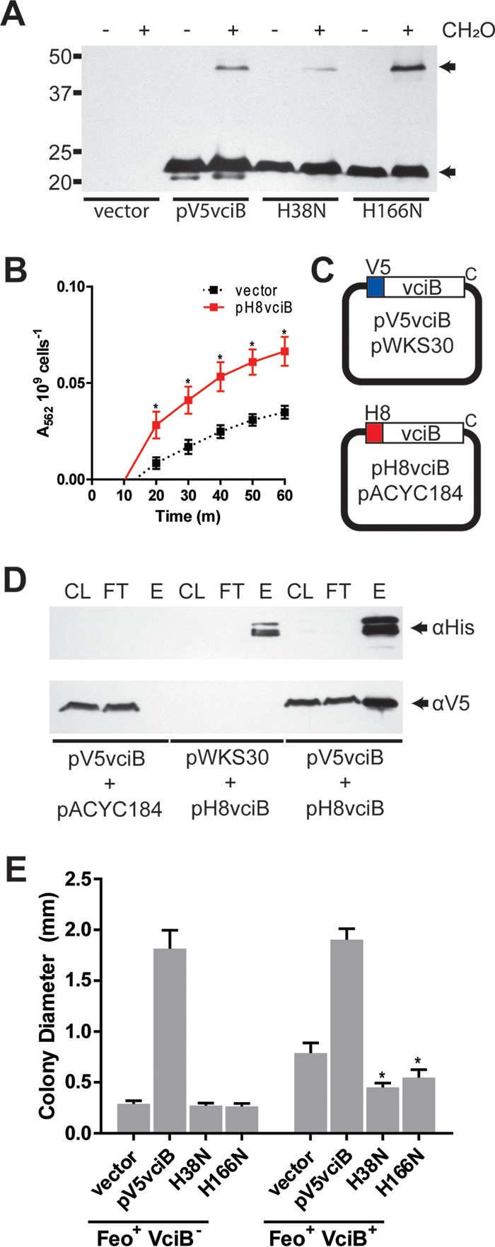 FIG 8