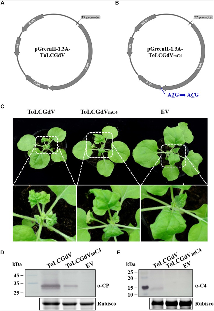 FIGURE 2