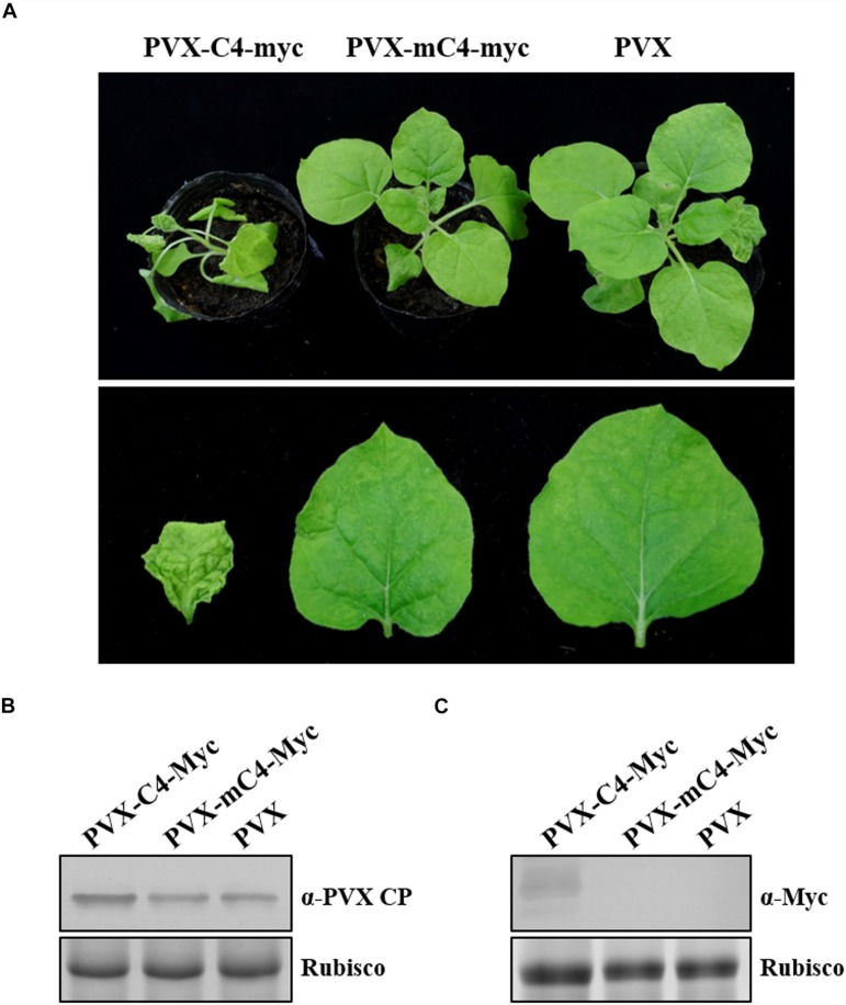 FIGURE 4