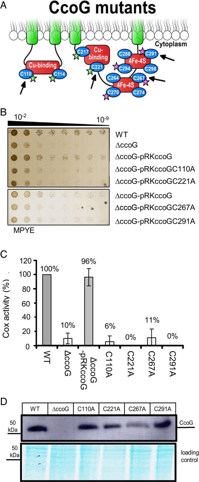 Fig. 4.