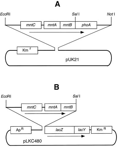 FIG. 1