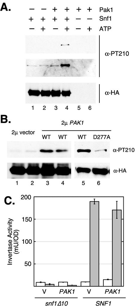 FIG. 7.