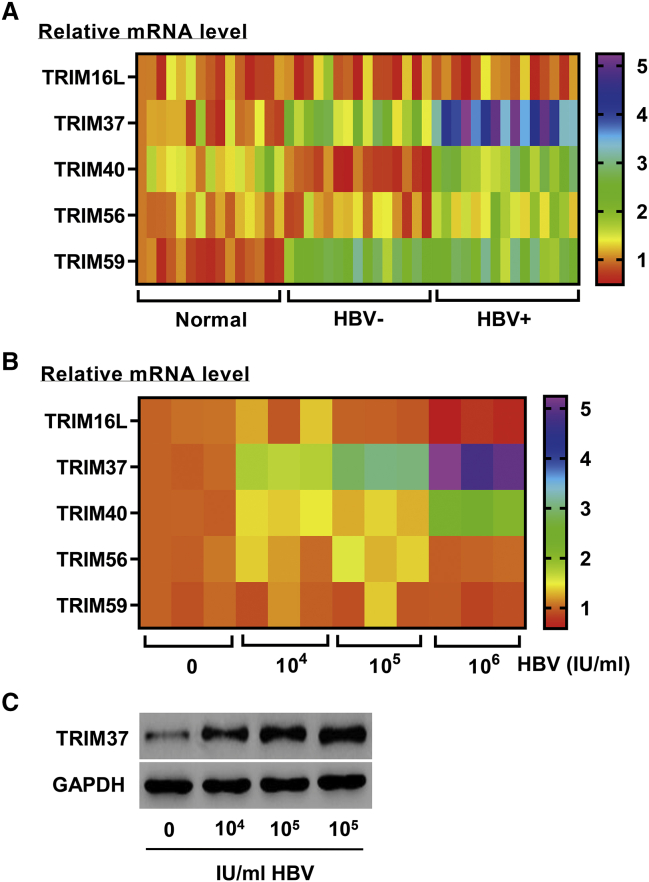 Figure 1