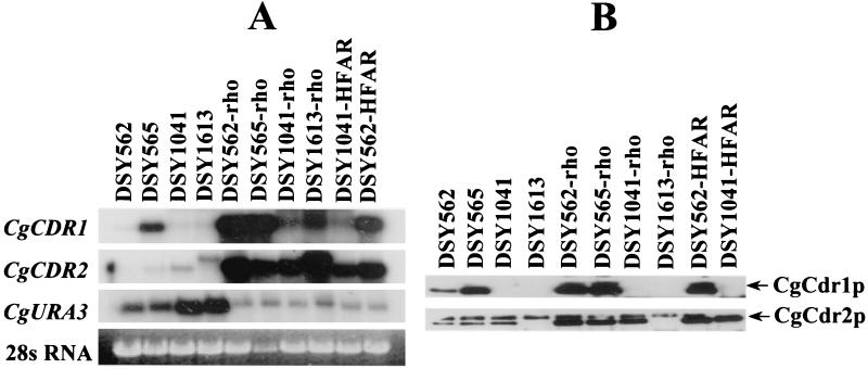 FIG. 3