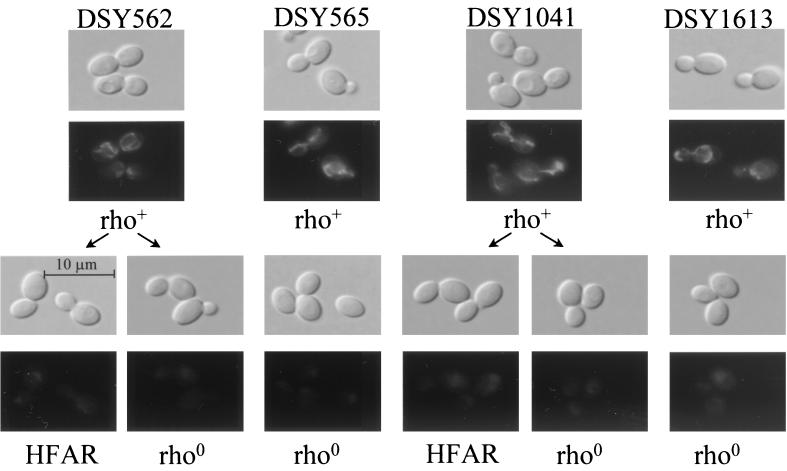 FIG. 7