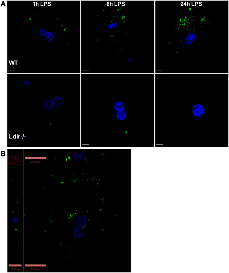 Fig 3