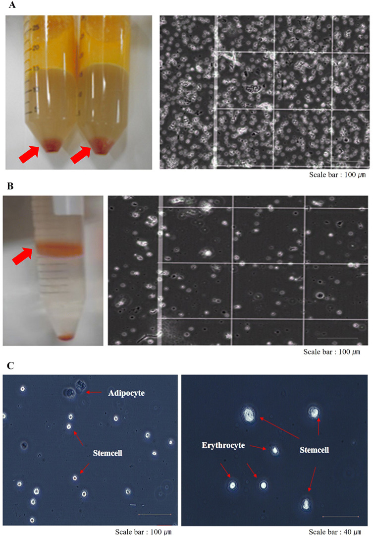 Fig. 1