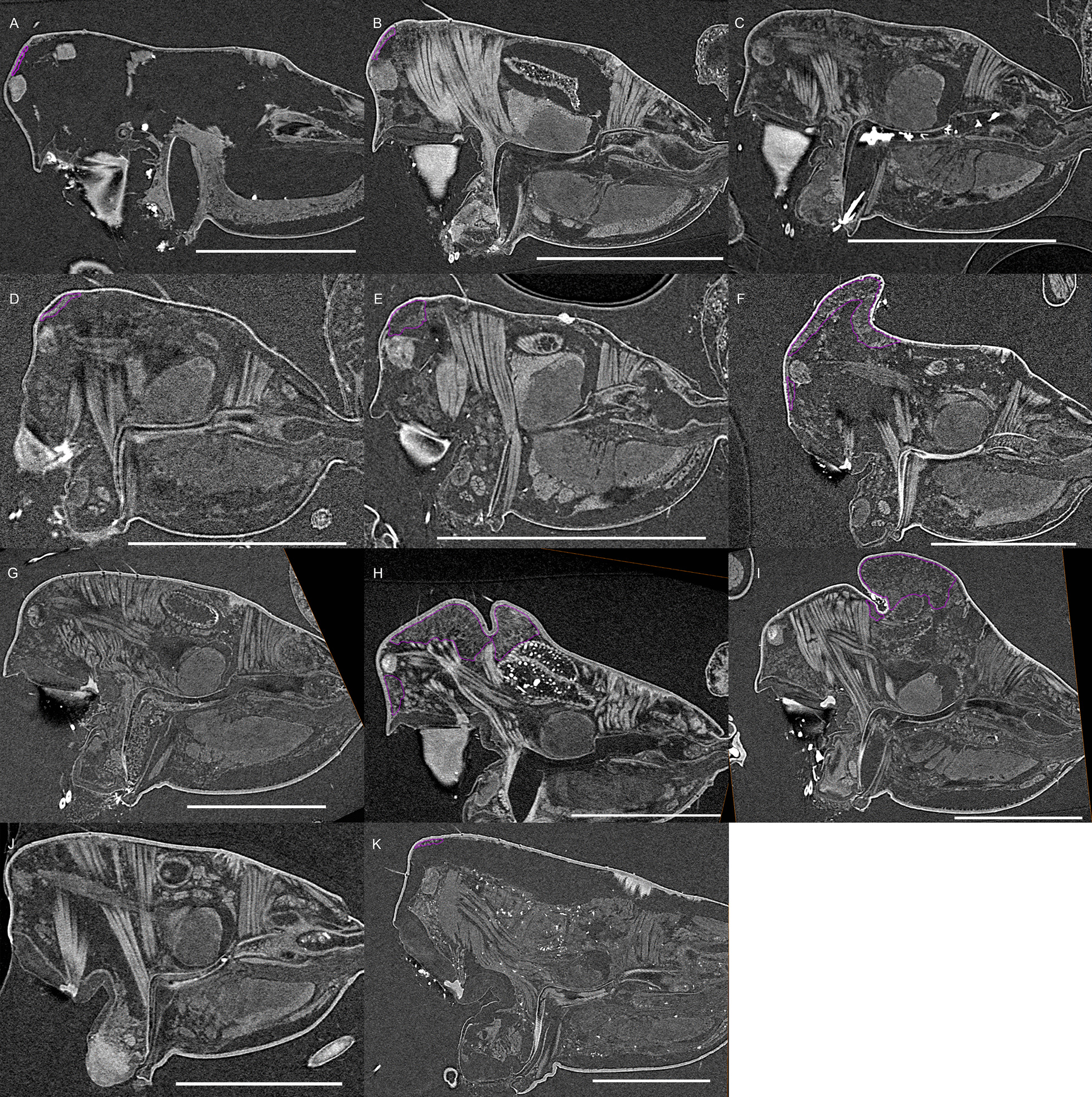 Fig. 9