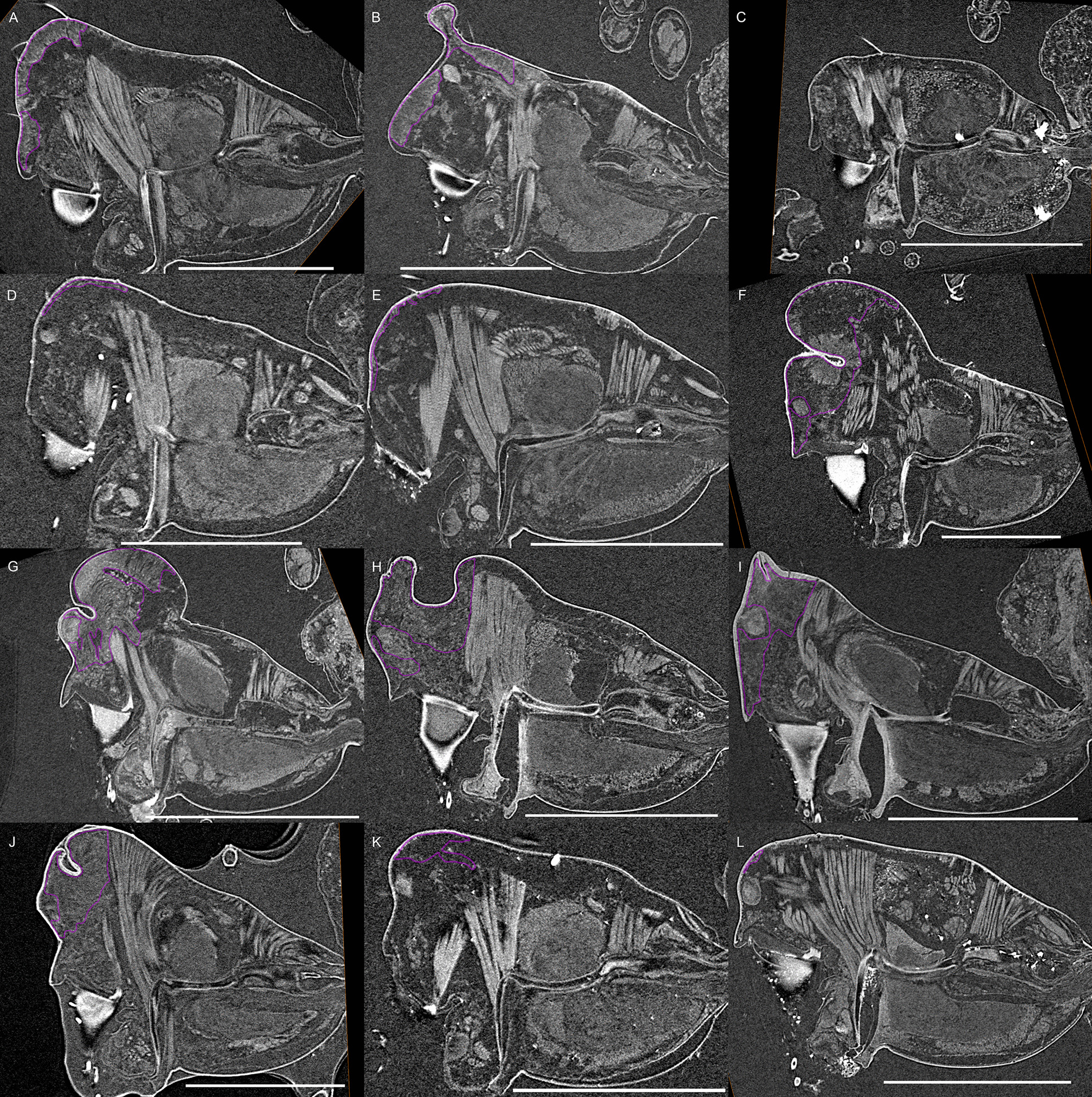 Fig. 8