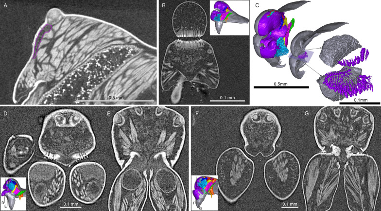Fig. 17