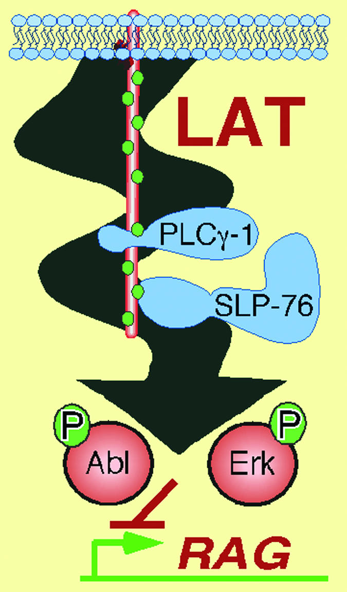 Basal signaling suppresses RAG gene