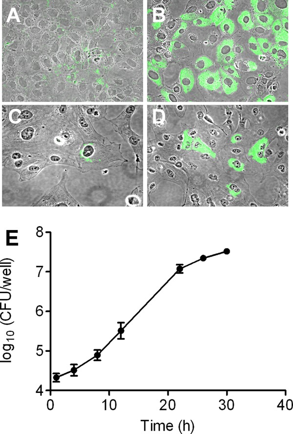 Fig 1