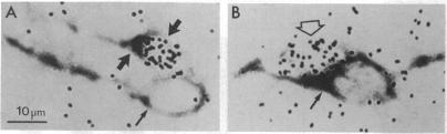 graphic file with name pnas00287-0484-a.jpg