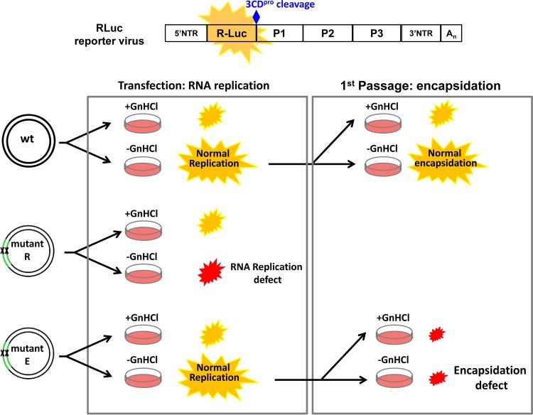 FIG 4