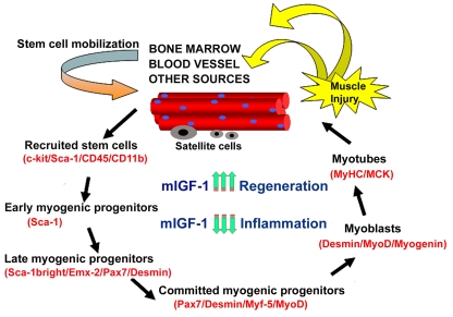 Figure 2.