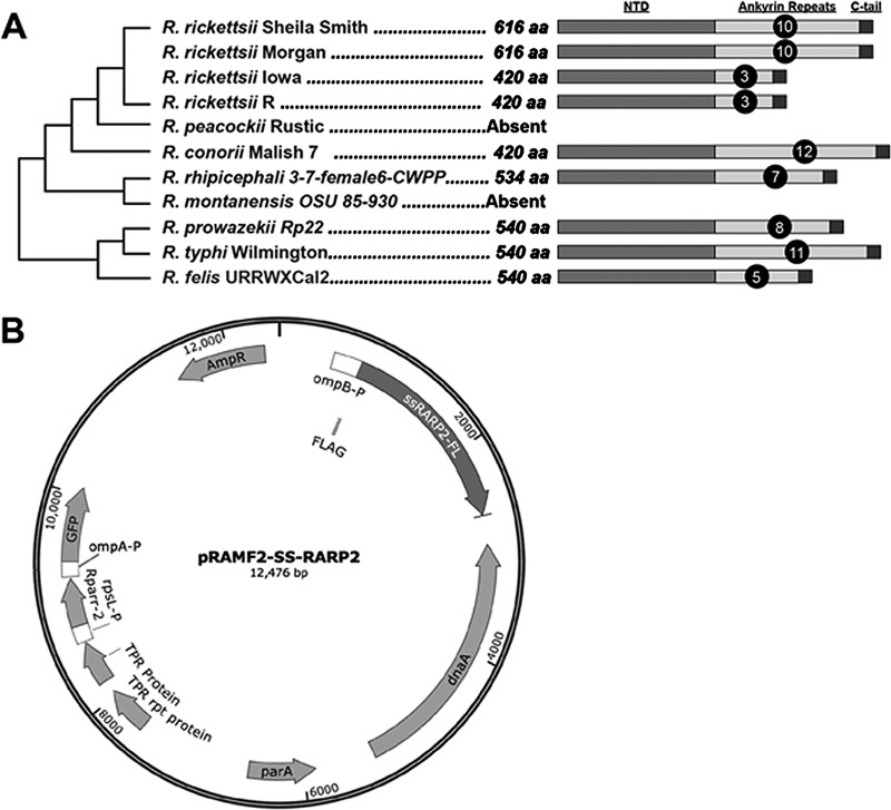 FIG 1 