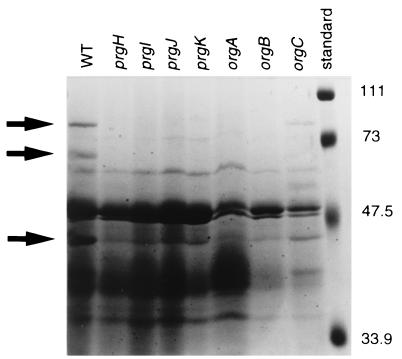 FIG. 5