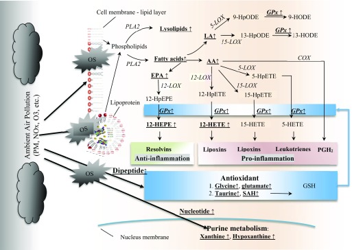 Figure 2 is a conceptual diagram showing the potential pathways of metabolomics changes before, during, and after the Olympics.