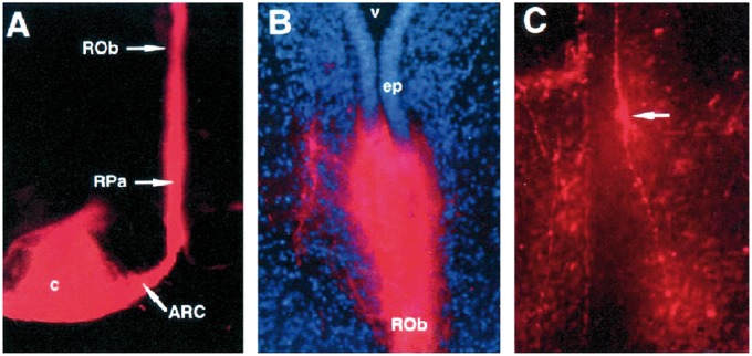 FIGURE 4.