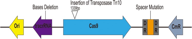 Figure 5