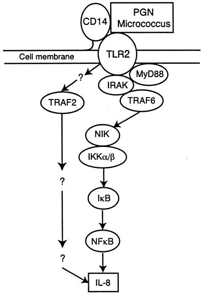 FIG. 5