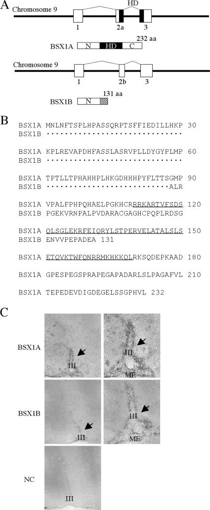 FIG. 1.