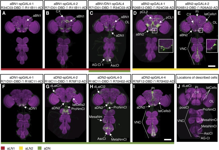 Figure 2—figure supplement 2.