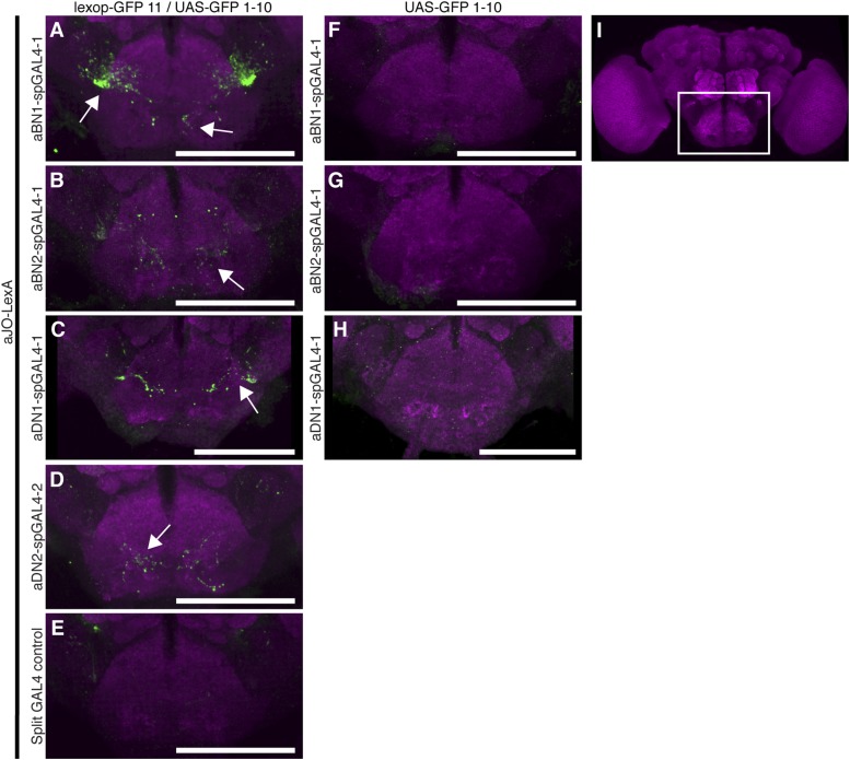 Figure 5—figure supplement 1.