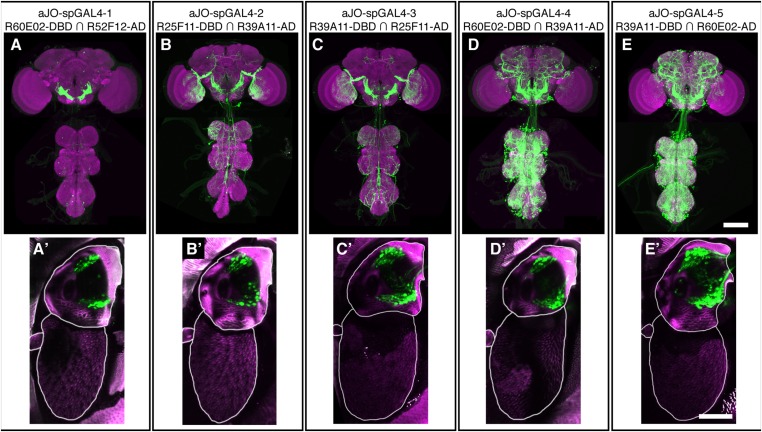 Figure 1—figure supplement 2.