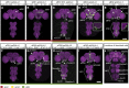 Figure 2—figure supplement 2.