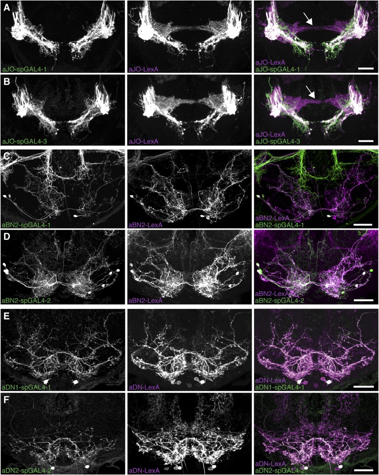 Figure 4—figure supplement 2.