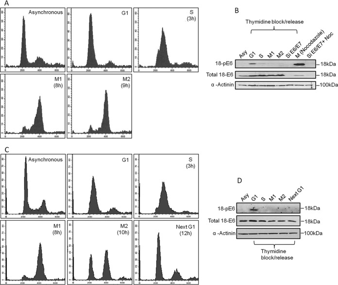 FIG 1