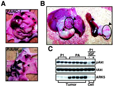 FIG. 6.