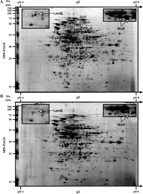 Figure 1.—