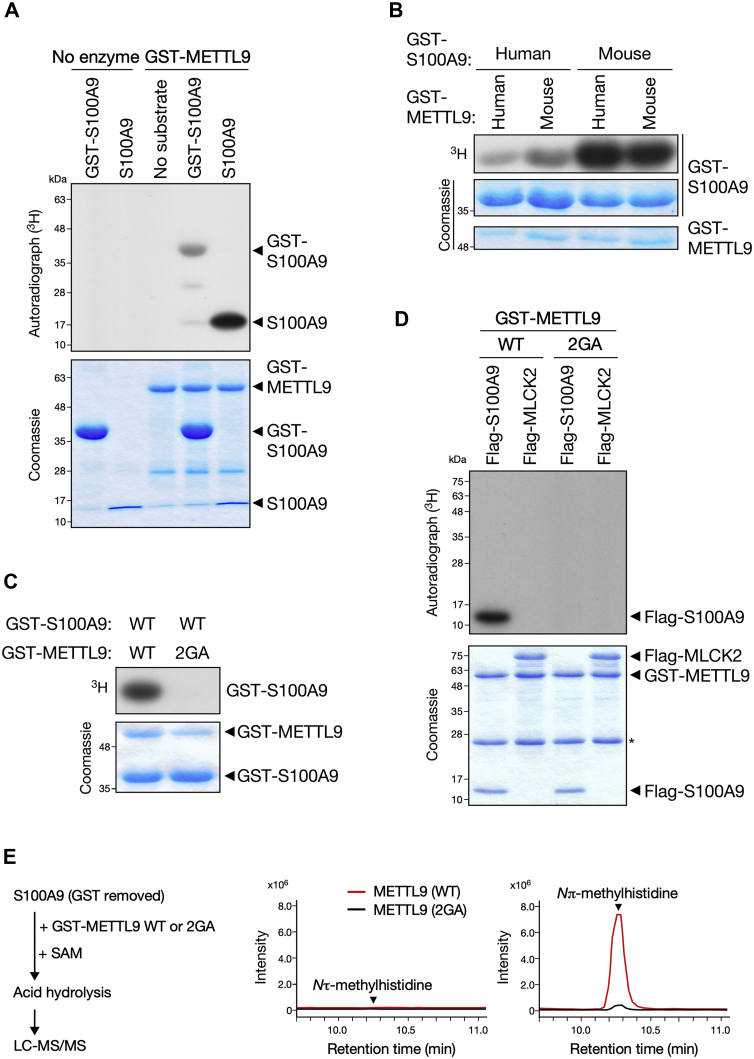 Figure 2