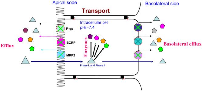 Fig. 7