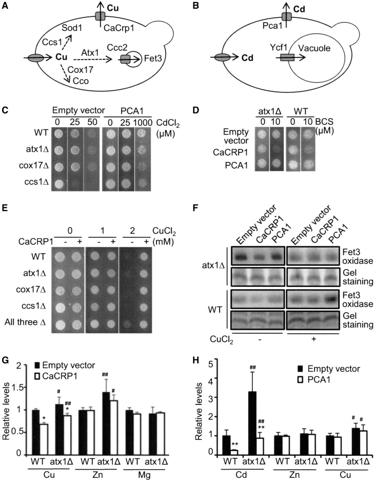 FIG. 1.