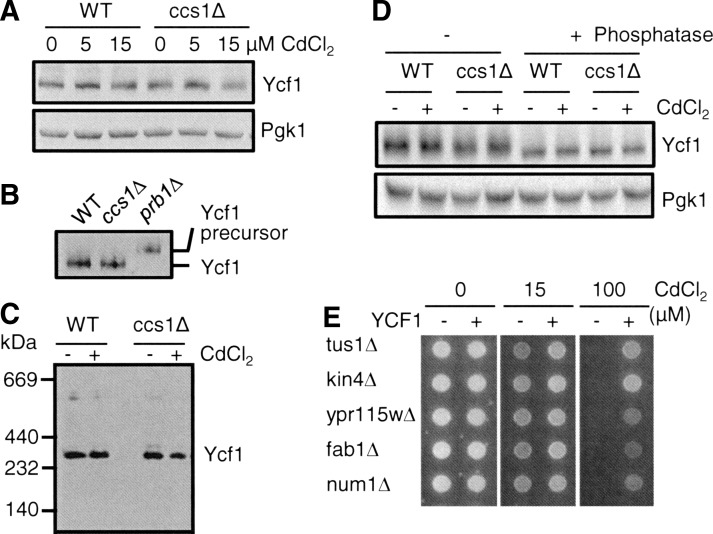 FIG. 6.