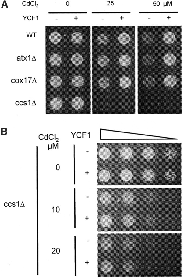 FIG. 2.