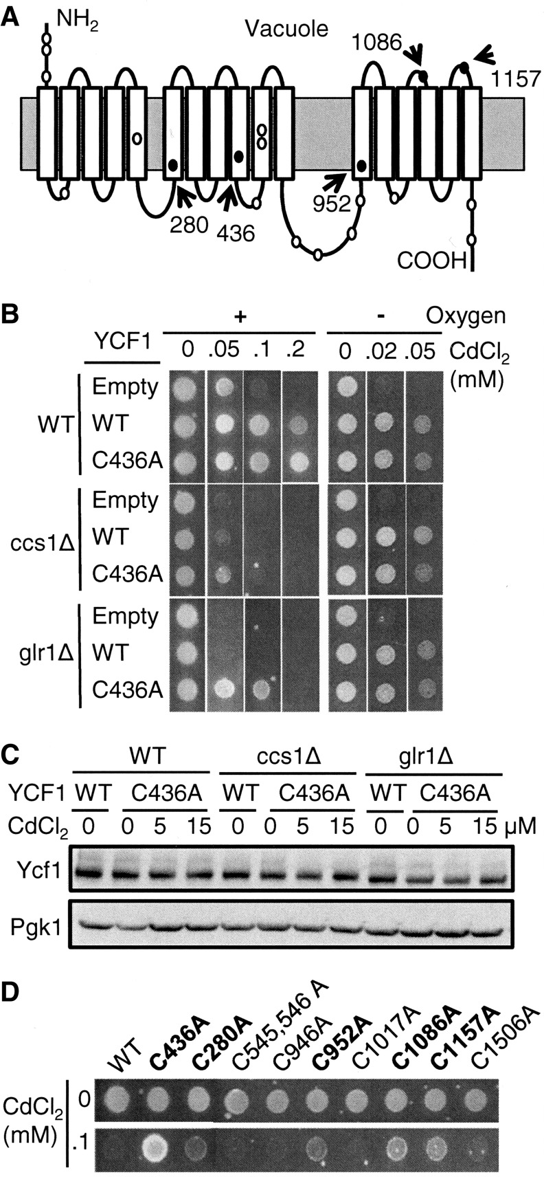 FIG. 7.