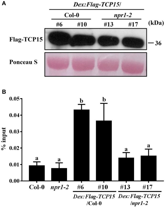 Figure 5