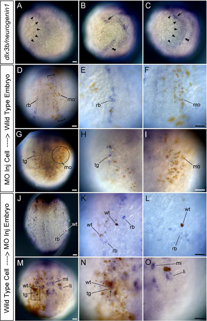 Fig. 9